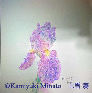 にほんの色鉛筆で描いた菖蒲