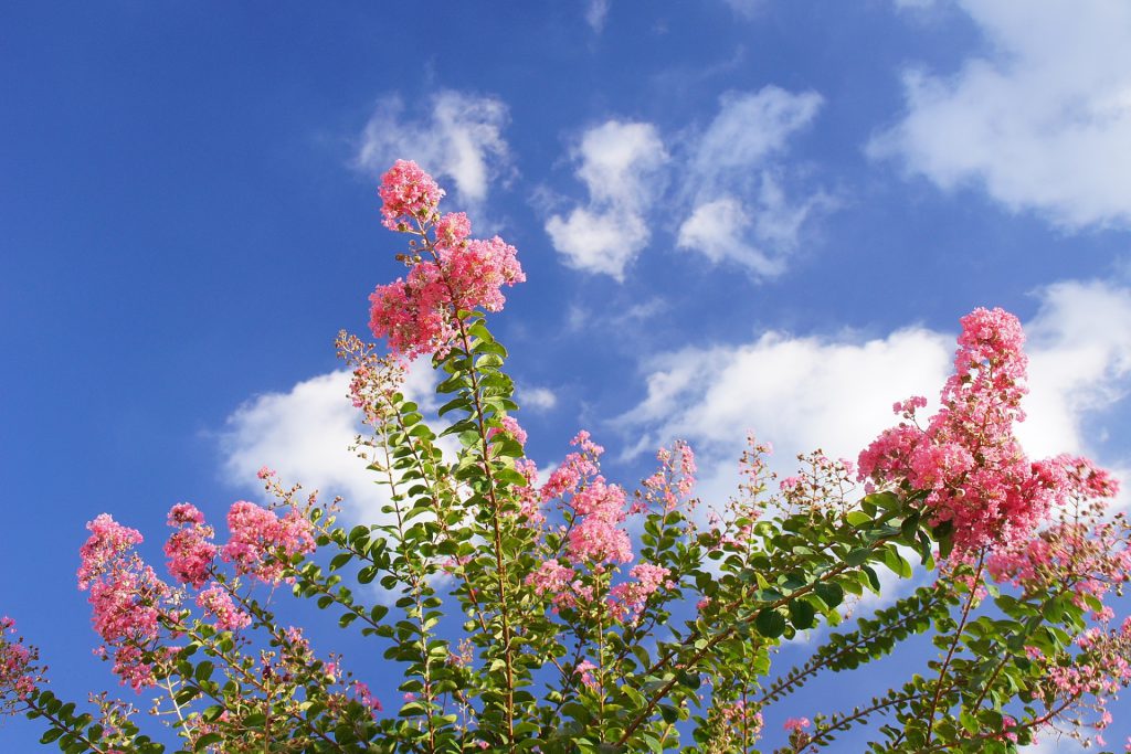 百日紅の花