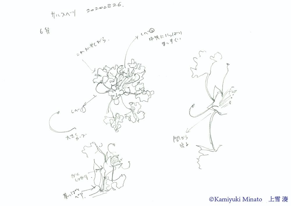 おすすめスケッチ法 複雑な花の描き方 上雪 湊 Kamiyuki Minato