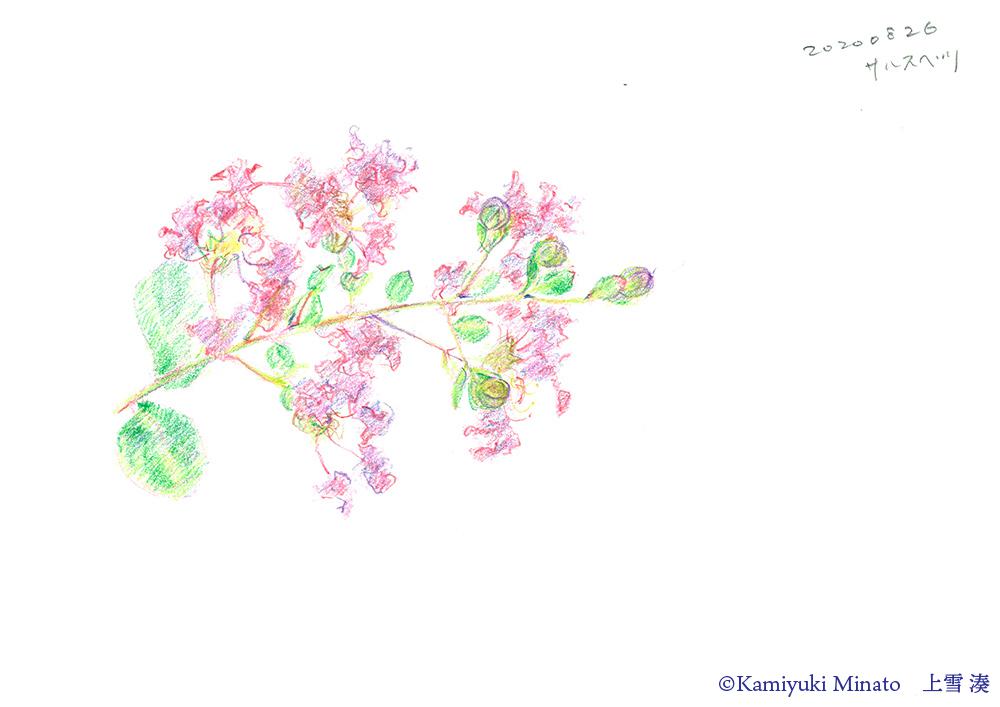 おすすめスケッチ法 複雑な花の描き方 上雪 湊 Kamiyuki Minato