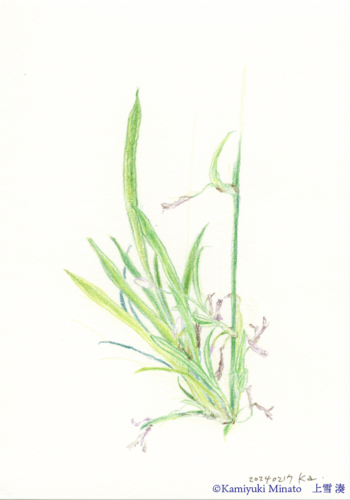 オリヅルランの子株の水彩色鉛筆画。つぼみや花がらがついている。