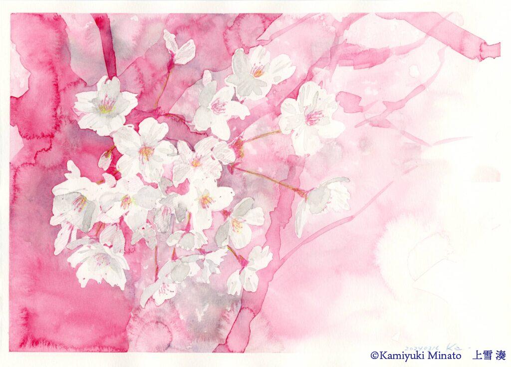 桜の花の水彩画