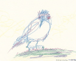 ヒヨドリの色鉛筆画