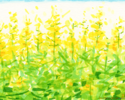 菜の花畑