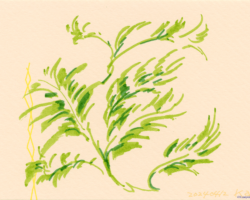 植物のようなもの